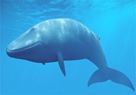 5 китов, на которых стоит Avon - представитель avon,эйвон, авон, каталог Россия, регистрация бесплатно